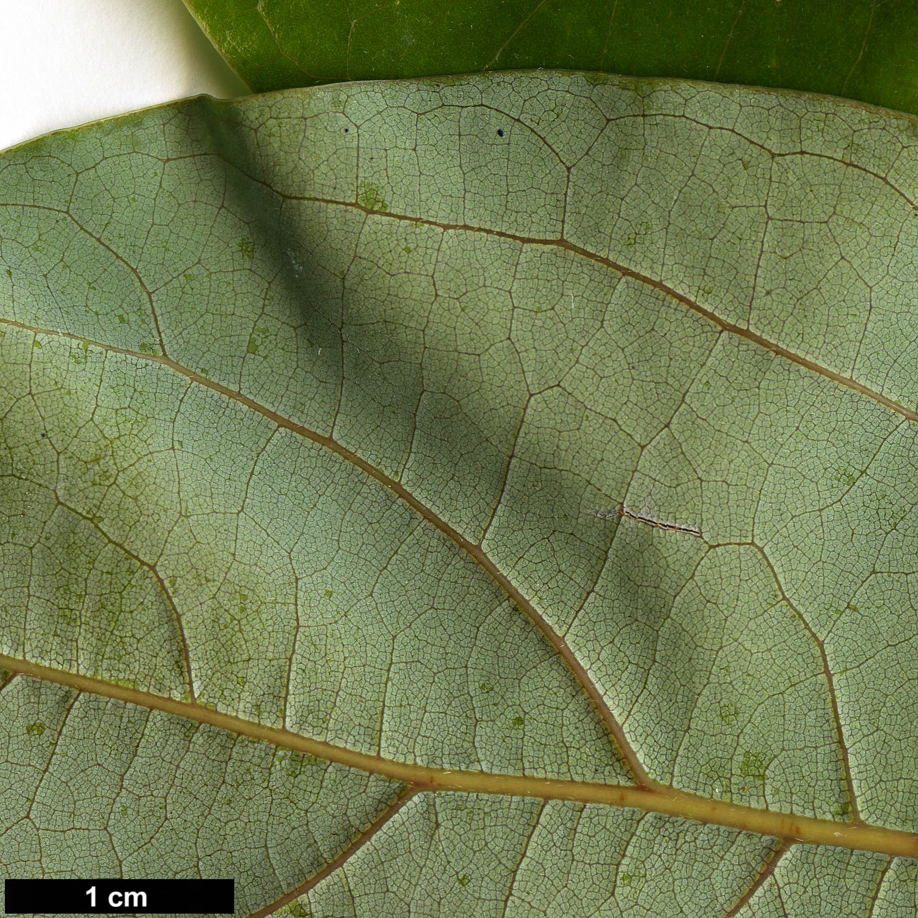 High resolution image: Family: Lauraceae - Genus: Nothaphoebe - Taxon: cavaleriei